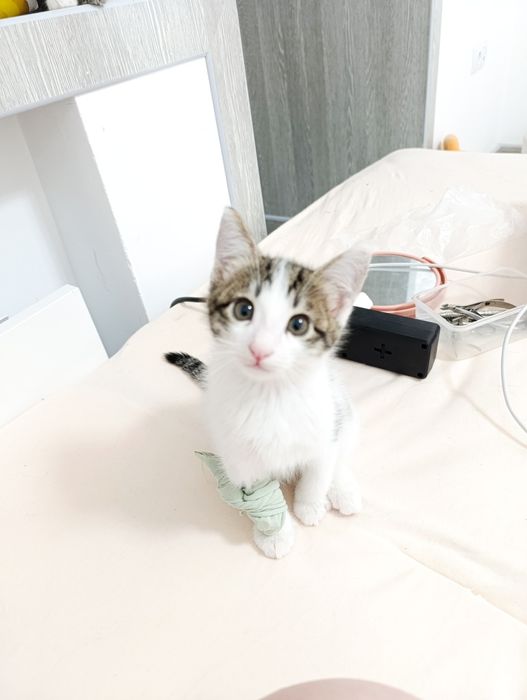 ищу китикам любящую семью