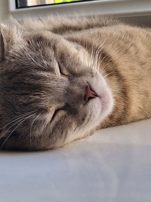 Кошка породы скотиш фолд