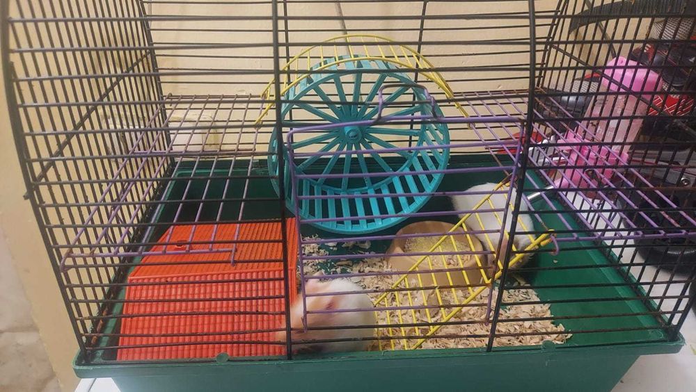 хомяки сирийские с клеткой