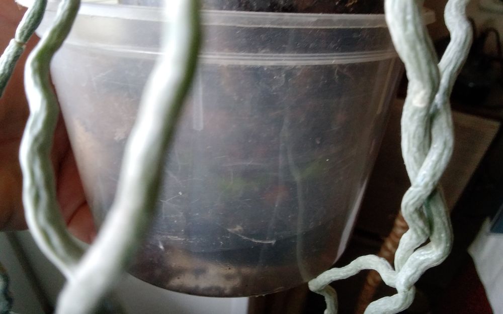 Продам домашнюю орхидею