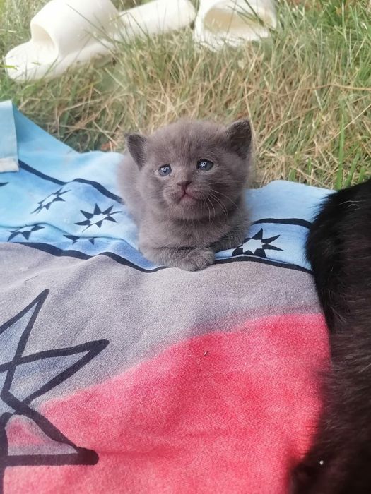 Малыши котята выбирают себе хозяина.