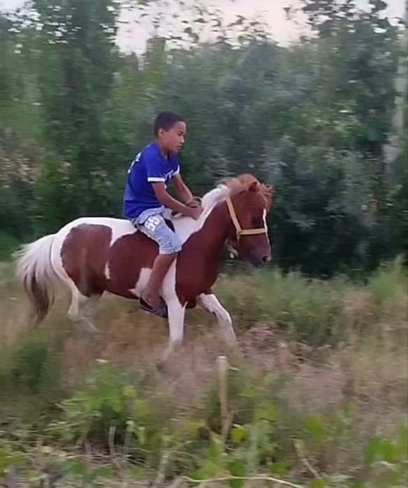 Пони / Poni oti sotiladi , urgʻochi .