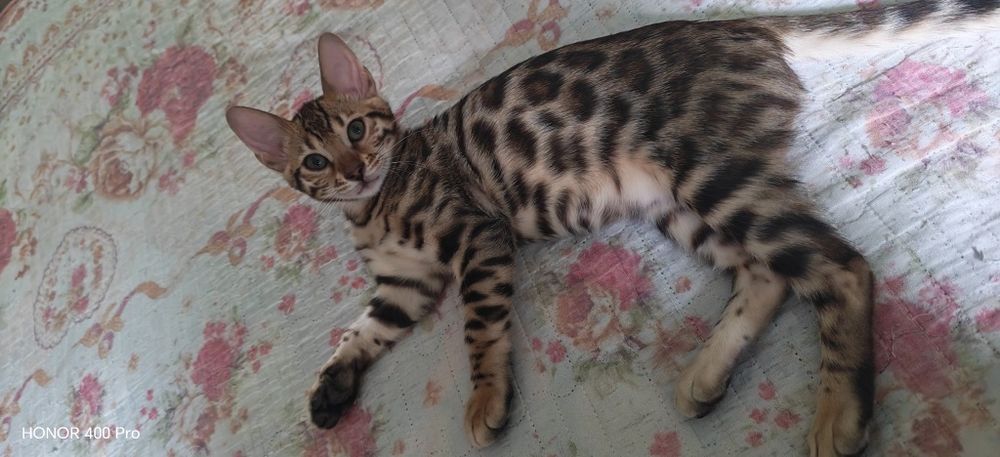 Бенгальский котенок,девочка