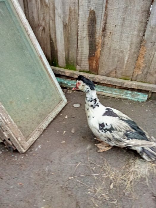 Продам индоселеня молодого