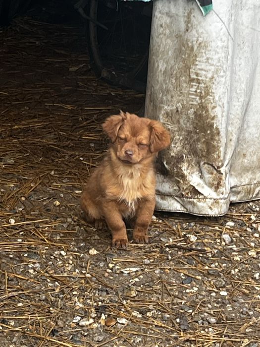 Donez catelusi bichon/ pichinez