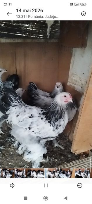 Schimb pui de Brahma herminat deschis și cochinchina galben