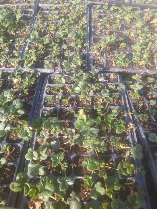 Кошет кобрило кулпынай