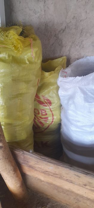 Шишка сасна дарахтидан олинган