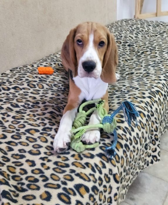 Детский сад для собак