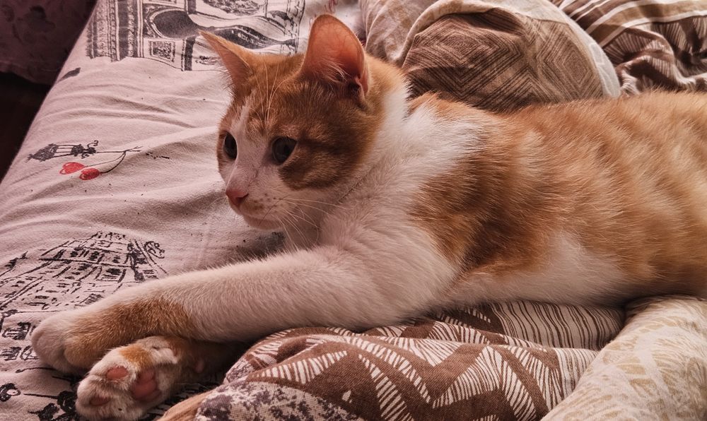 Отдам котенка,  приучен к лотку