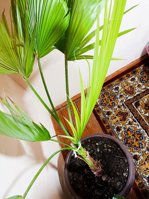 Vashingtonia palmasi boʻyi 60sm