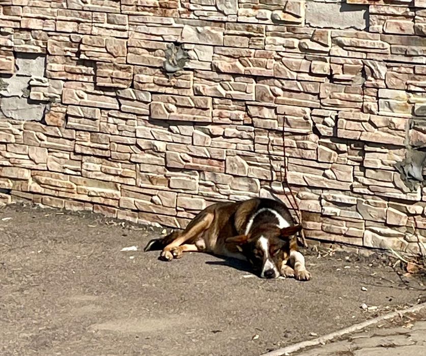 Молодой пес в частный дом