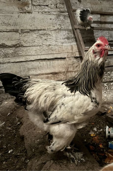 Продам петухов Брама!