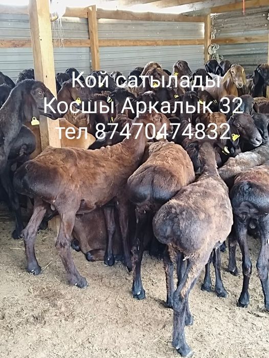 Бараны кой сатылады