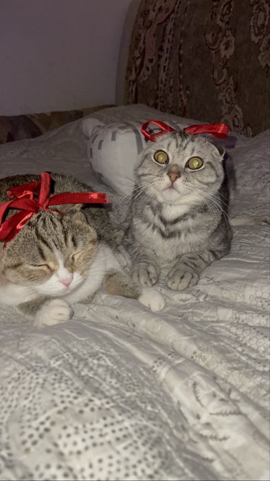 Шотландская вислоухий кот