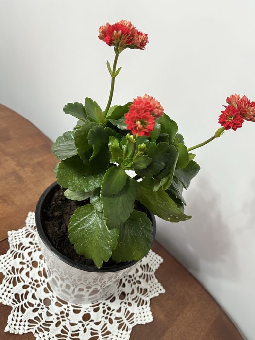 Продам Декоративное Каланхое