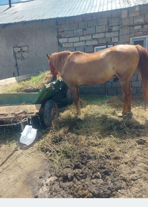 Vând cal castrat de 7 ani