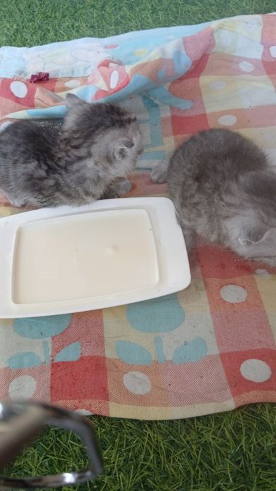 Отдам котят в добрые руки