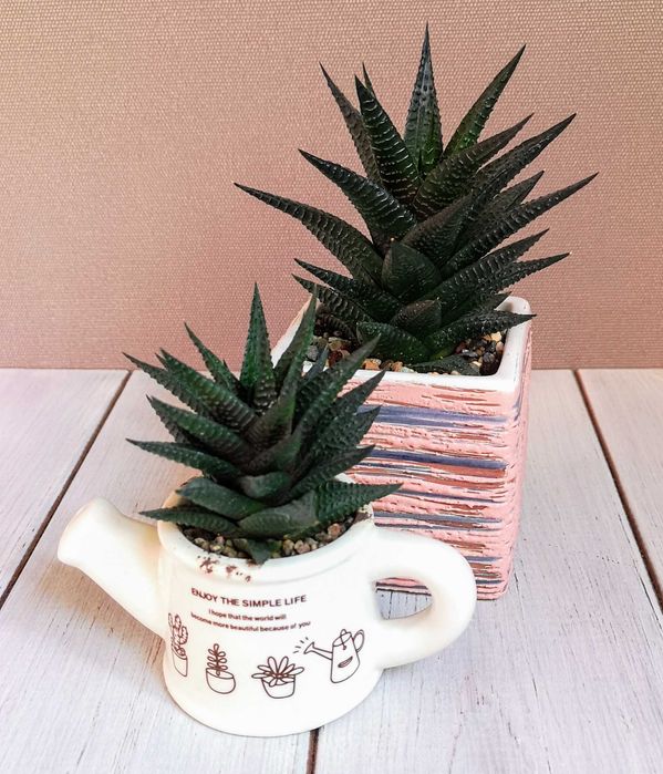 Хавортия лимолистная