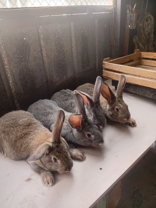 Продам породистых кроликов