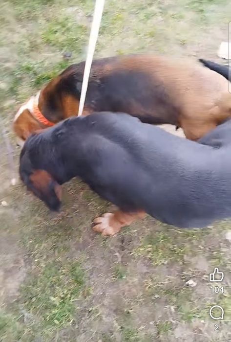 Женско трицветно гонче на 4 м.