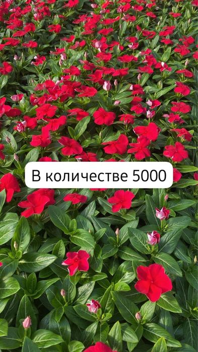 Цветы, Рассада, Ель, Сосны