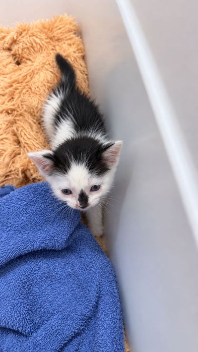 Отдам котенка 1 месяц. Мальчик