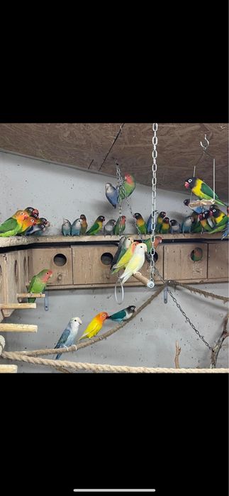 Vand papagali agapornis