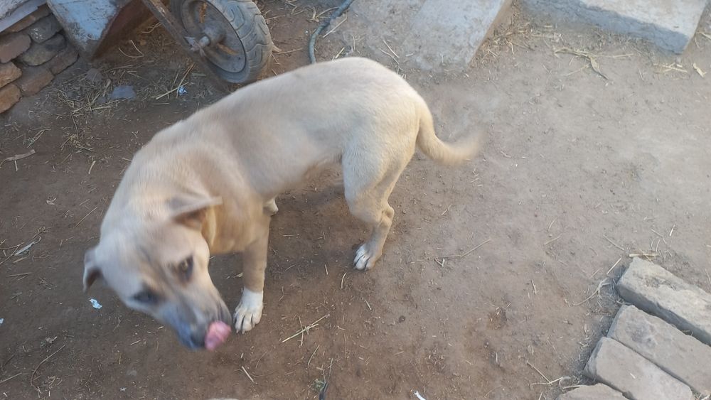 Кучук сотилади бултилер билан чатишган