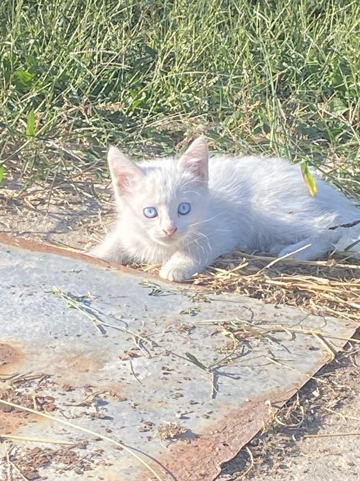 Ищем дом для 2-месячного котенка.