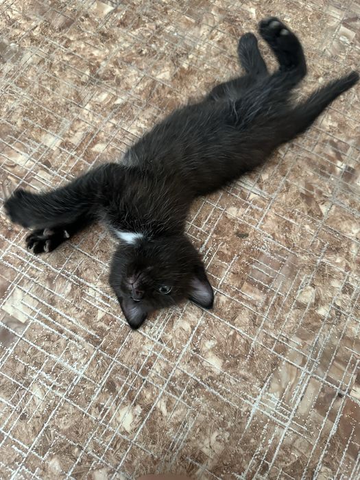 Отдам котят в хорошие руки