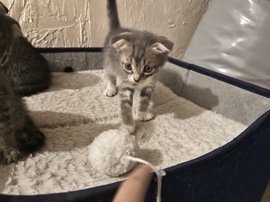 Вислоухие Котенки