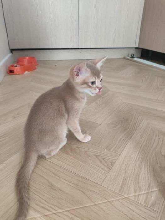 Абиссинские котята