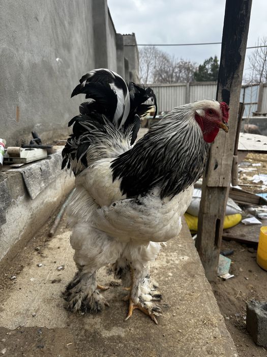 Bramalar sotiladi yoki obmen