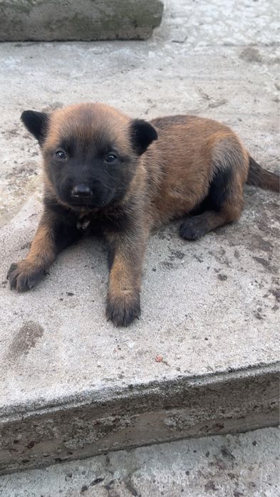 Ciobanesc Beligian Malinois