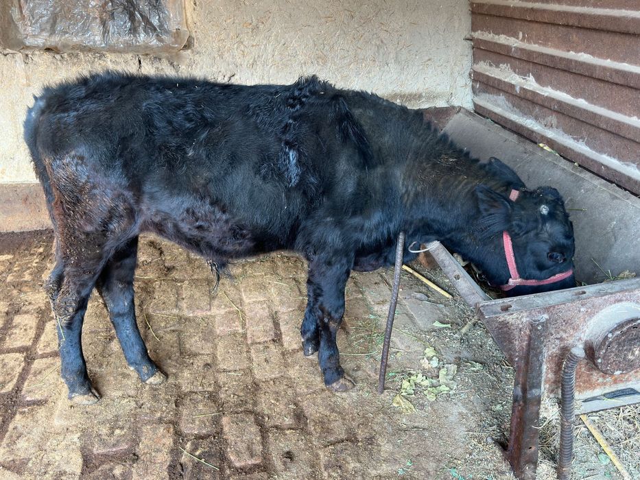 Буқача сотилади.