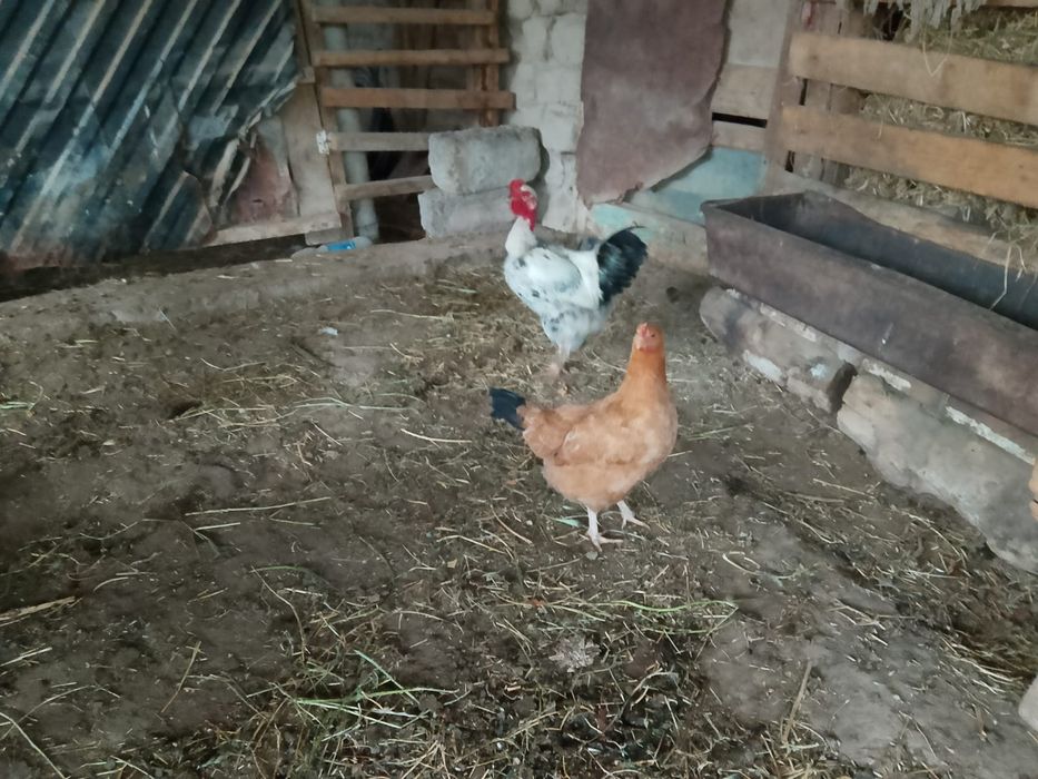 Сатыладыыыыыыыыыы