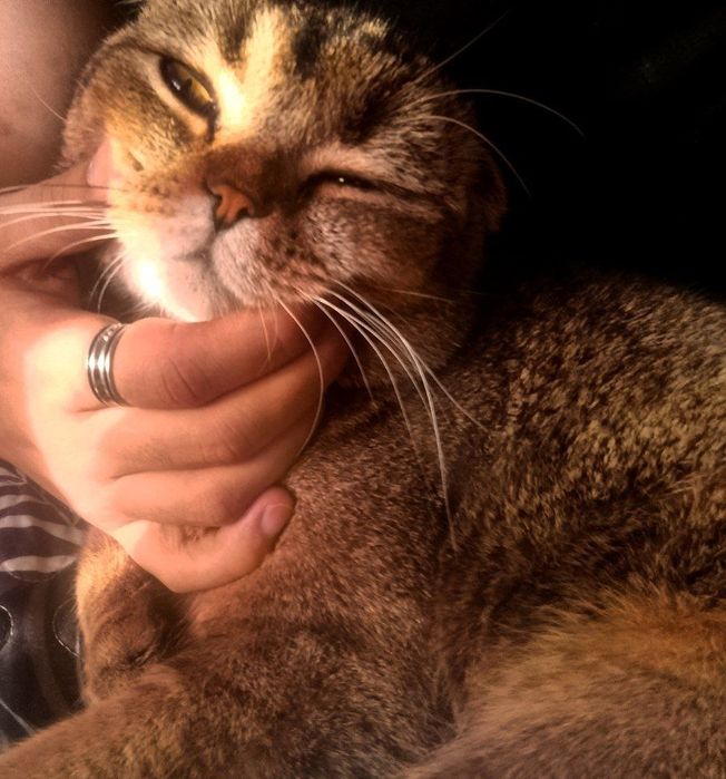 Вислоухий кот для вязки | Scottish Fold с документами