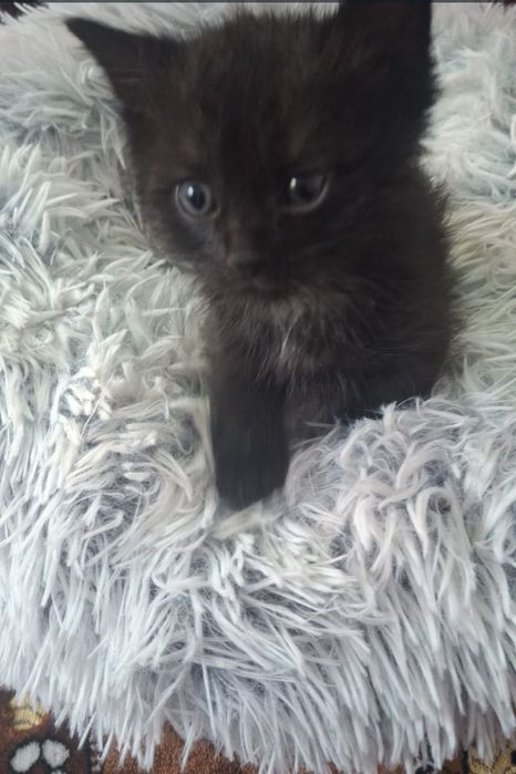 Котята лапочки..