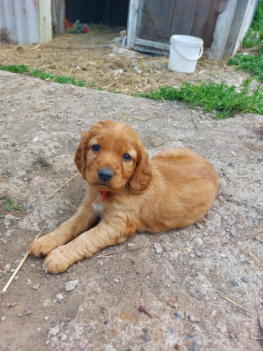 Щенки породы спаниель