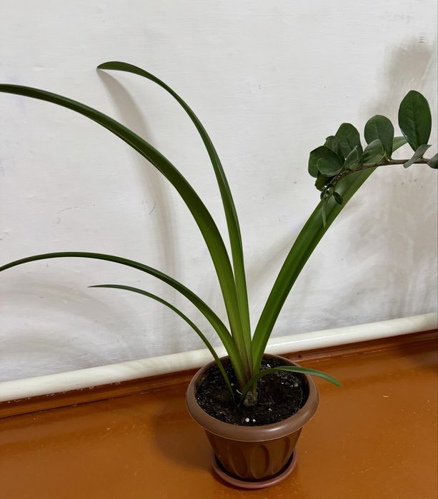 Комнатный цветок новый