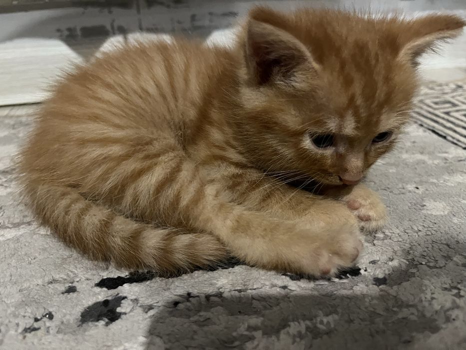 Отдам котенка бесплатно