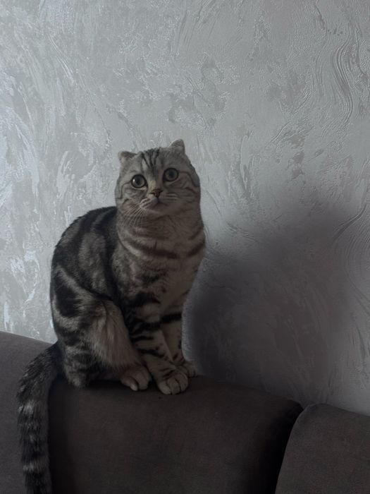 продаю кота , 1 годик,шотланец