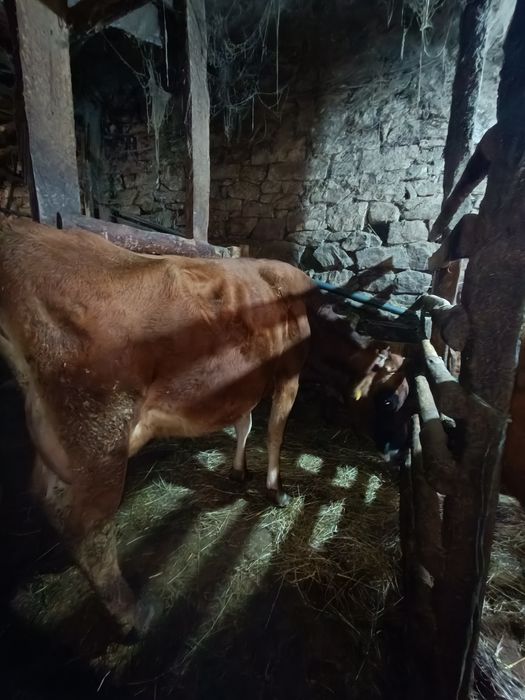 Продавам 40 броя крави