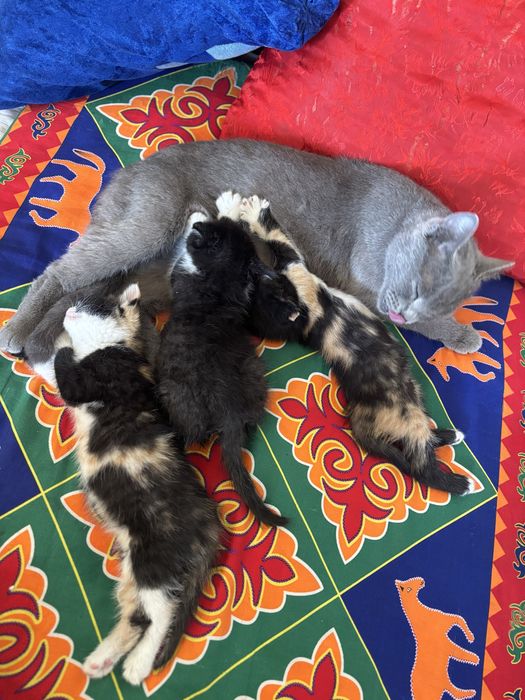 Котята бесплатно