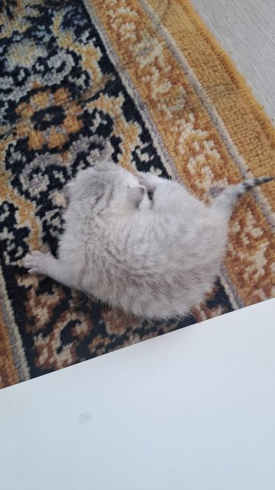 Бронь на котят родились 29 июня