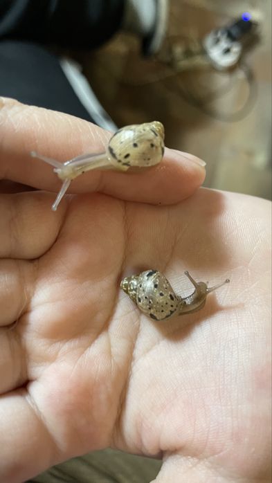 Малыши улитята Ахатины. Город Сарань