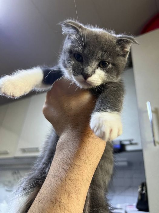 Продаются котята