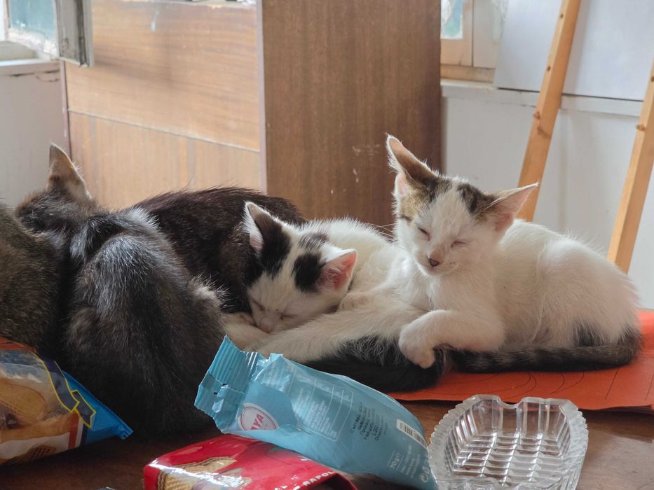 3 Новородени Котета