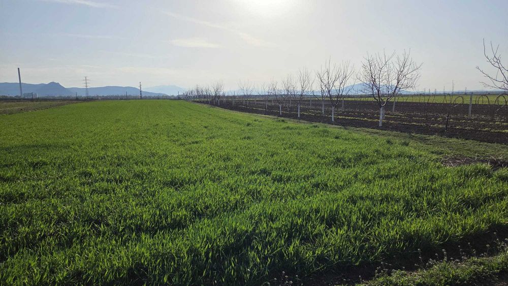 Teren livada Harman, Brasov (suprafata totala sau parcelat)